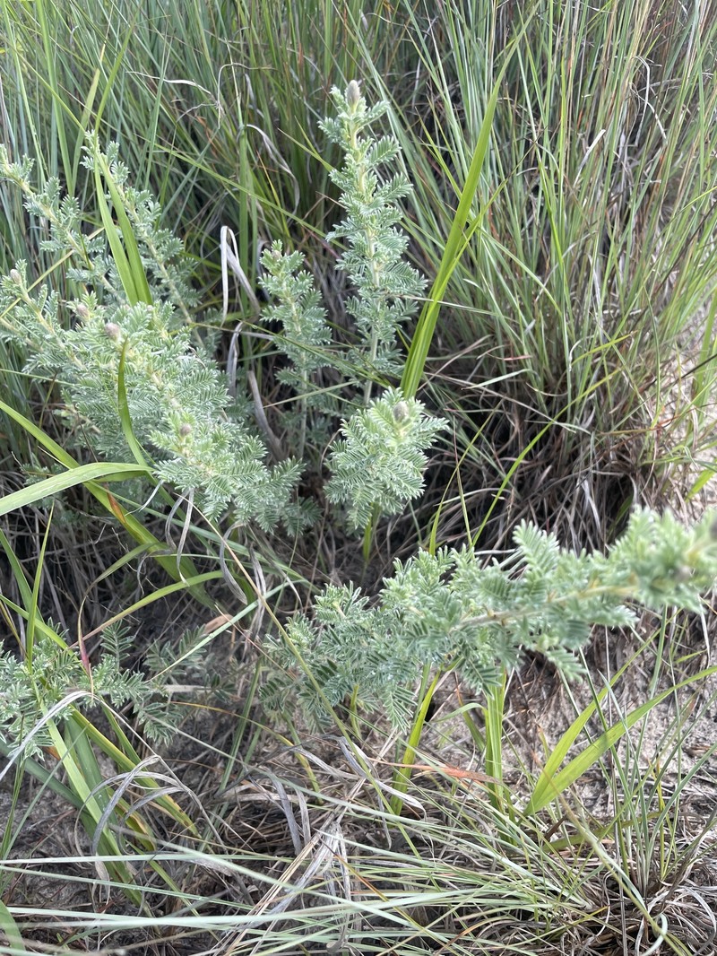 Dalea villosa var. villosa photo 2