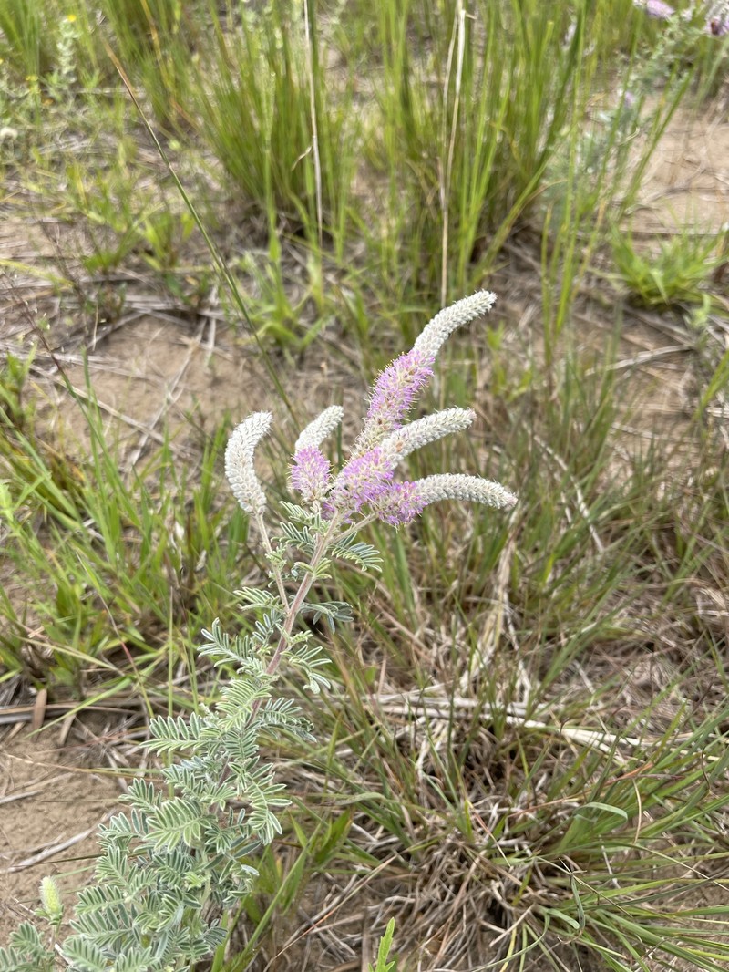 Dalea villosa var. villosa photo 3