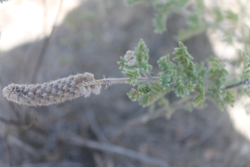 Dalea villosa var. villosa photo 4