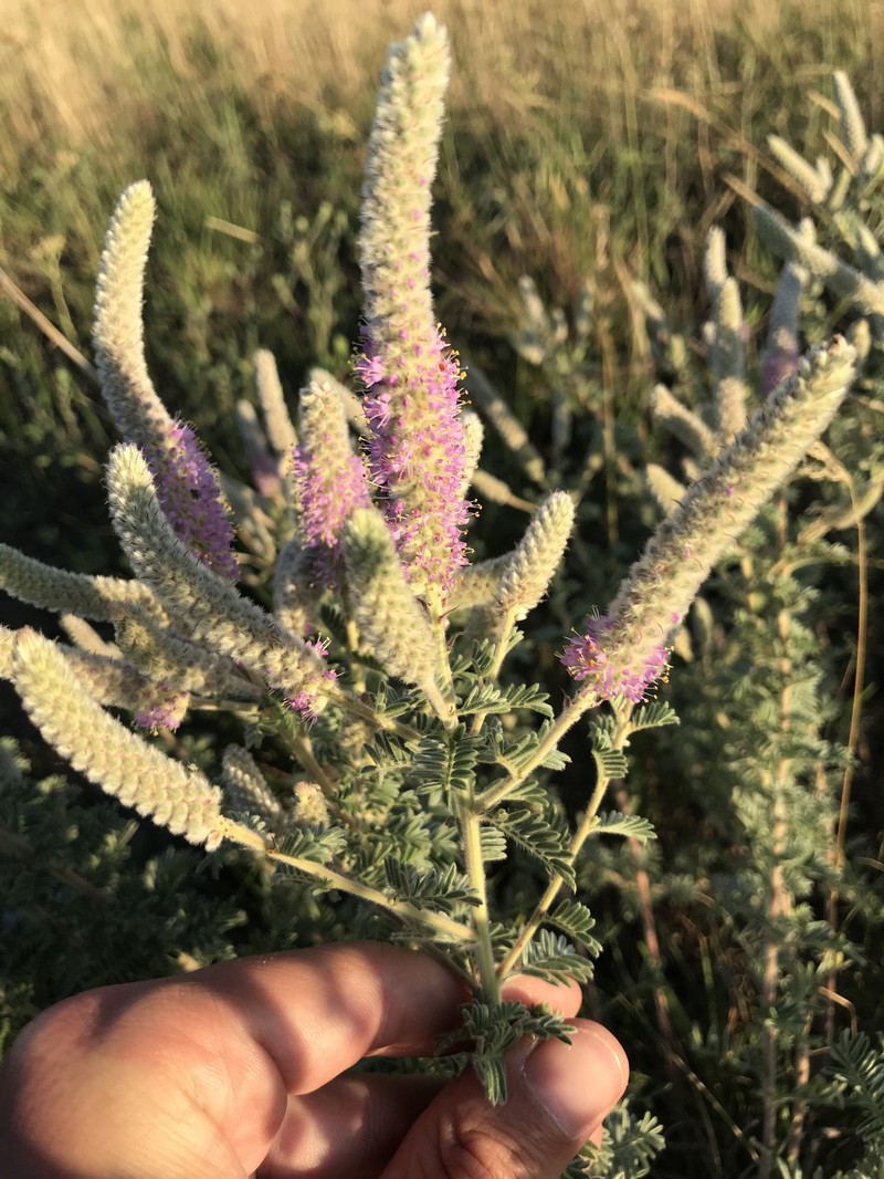 Dalea villosa var. villosa photo 5