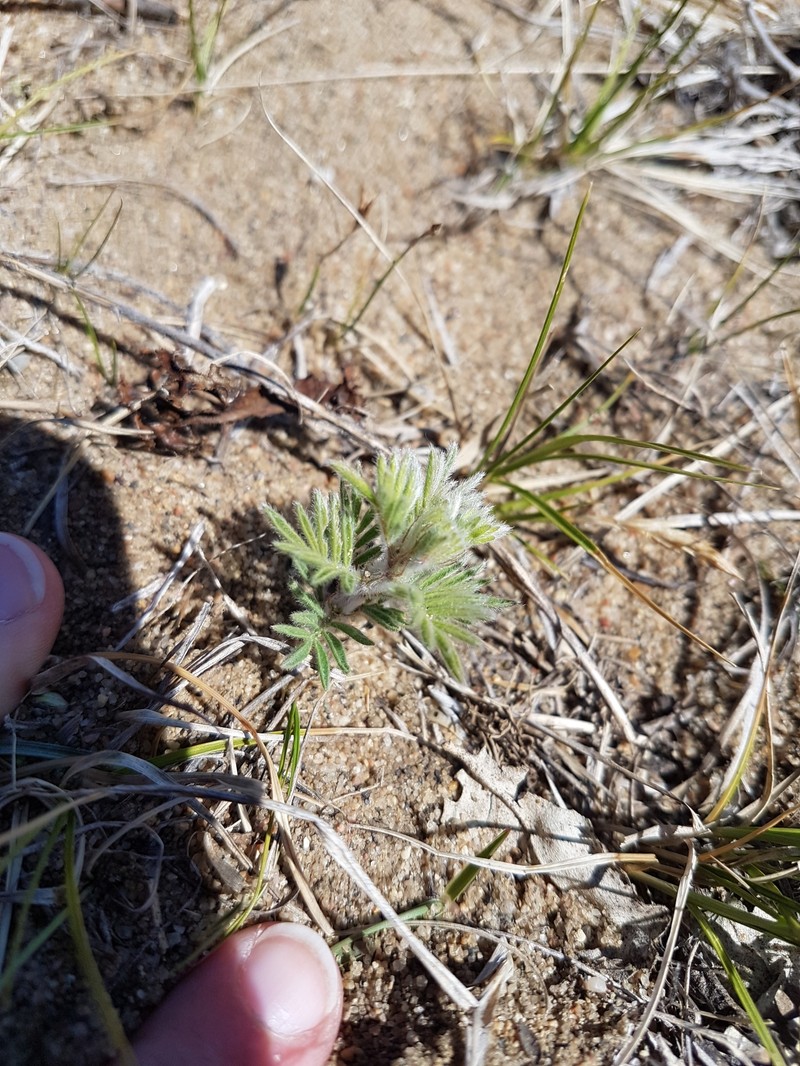 Dalea villosa var. villosa photo 6