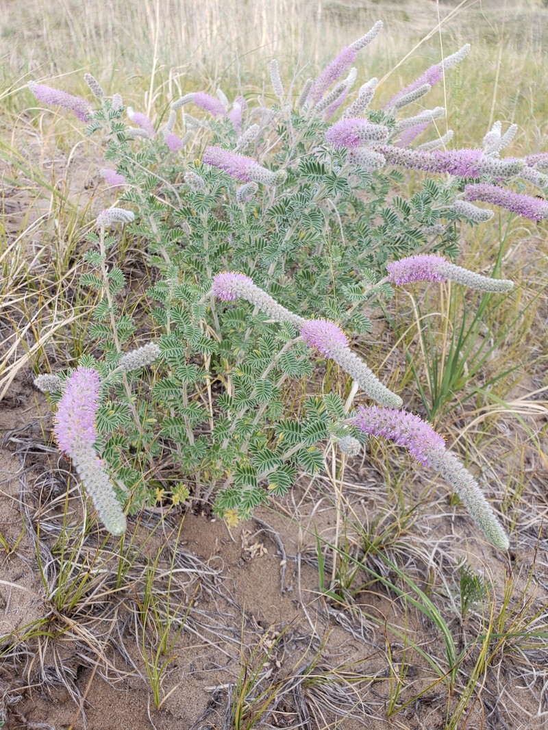 Dalea villosa var. villosa photo 7