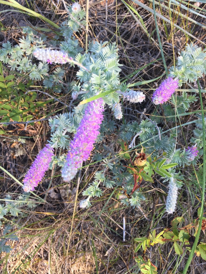 Dalea villosa var. villosa photo 8