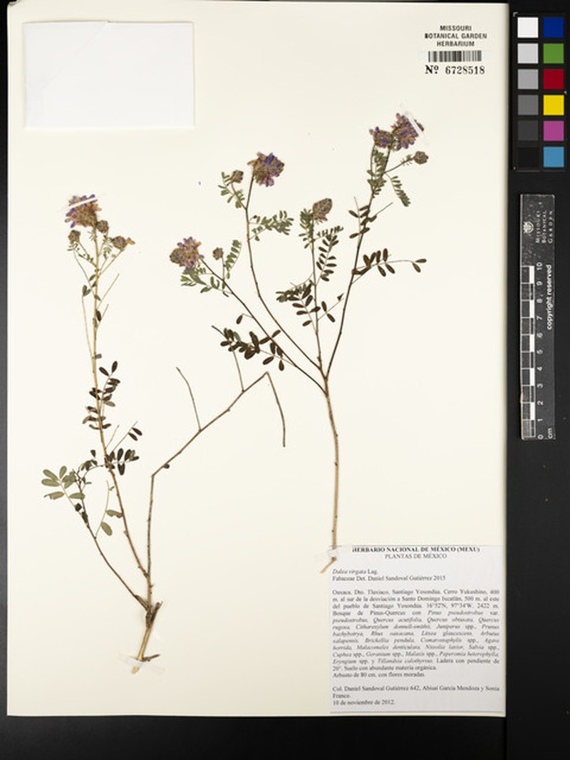 Dalea virgata