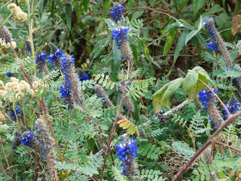 Dalea weberbaueri