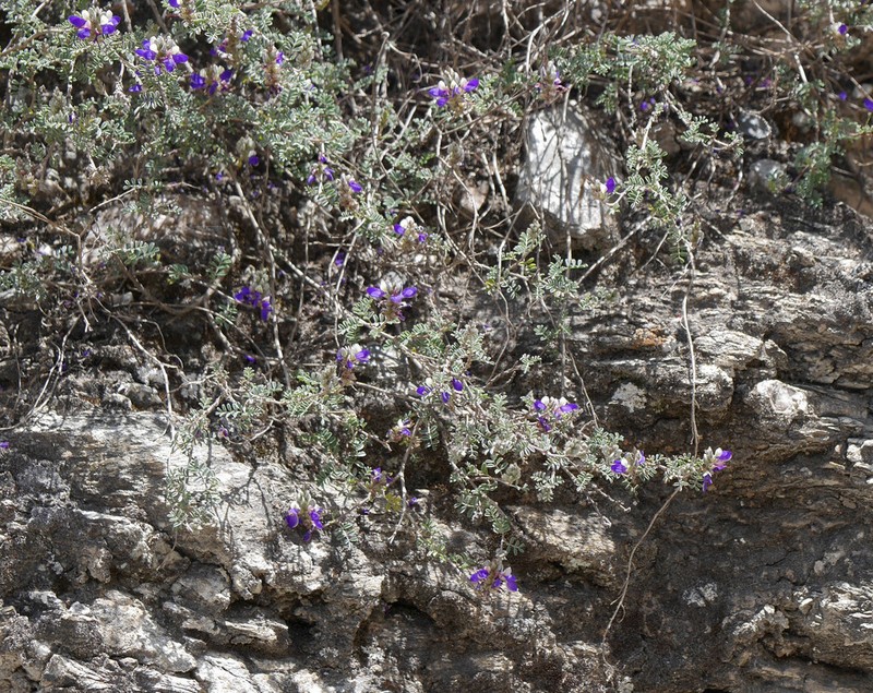Dalea weberbaueri photo 2