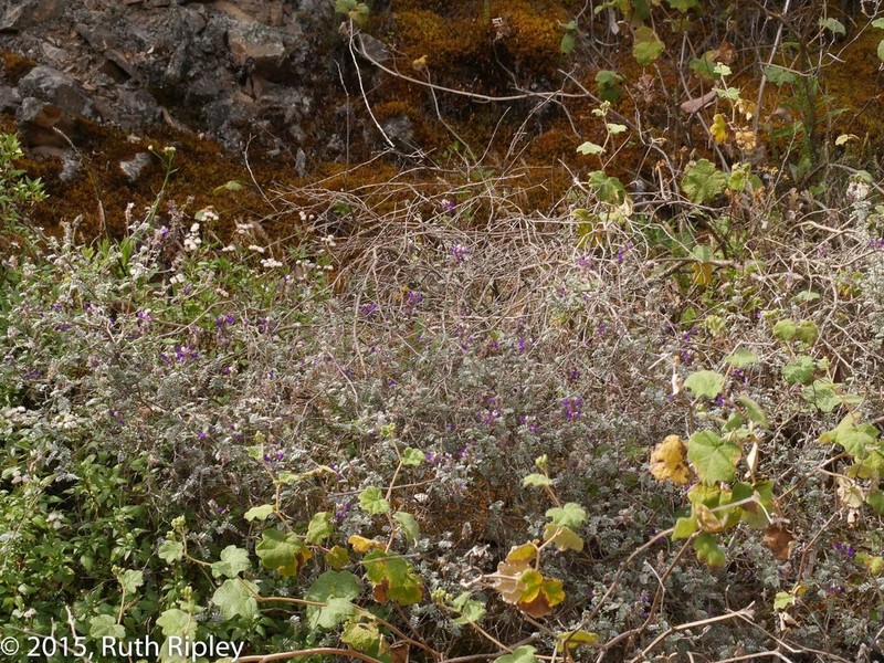 Dalea weberbaueri photo 3
