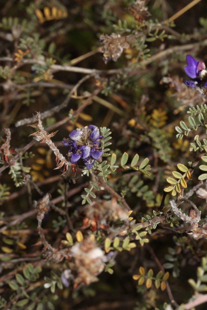 Dalea weberbaueri photo 6