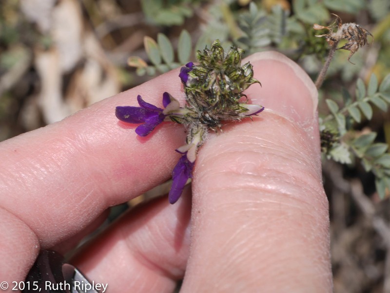 Dalea weberbaueri photo 8