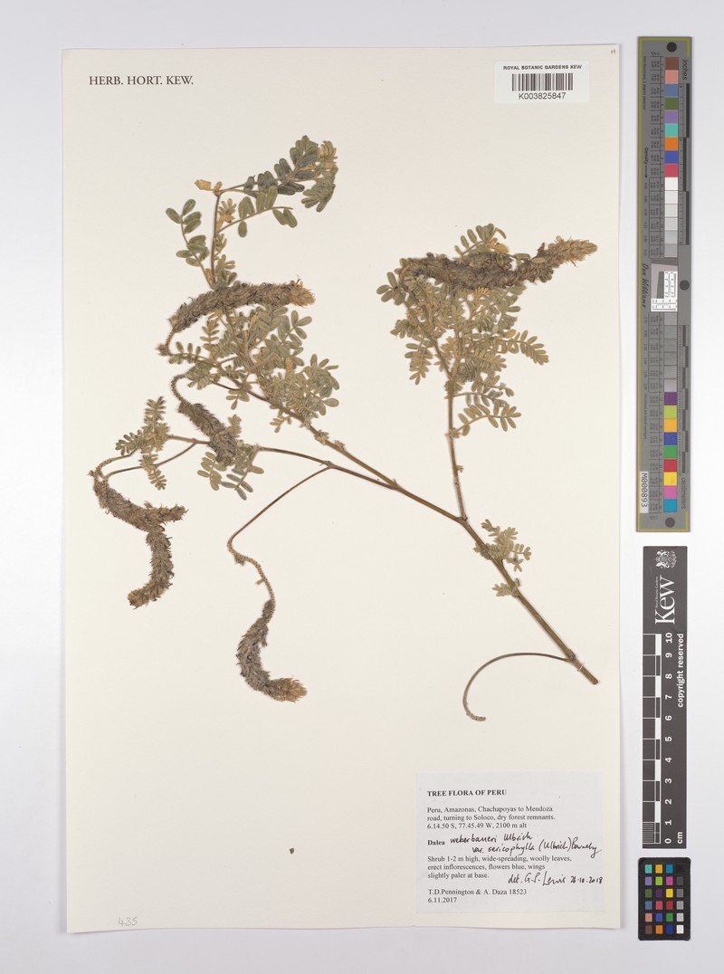 Dalea weberbaueri var. sericophylla