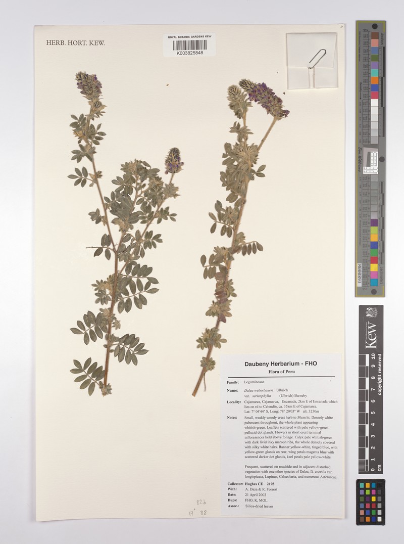 Dalea weberbaueri var. sericophylla photo 2