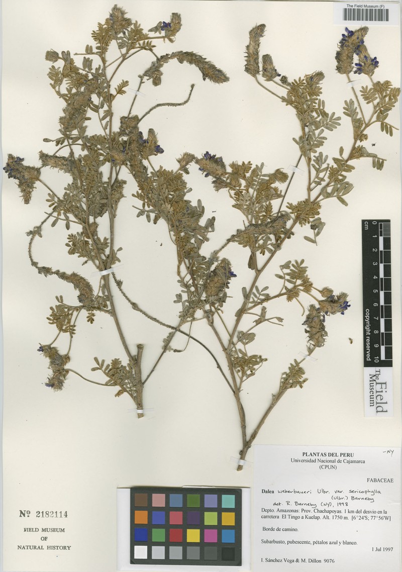 Dalea weberbaueri var. sericophylla photo 3