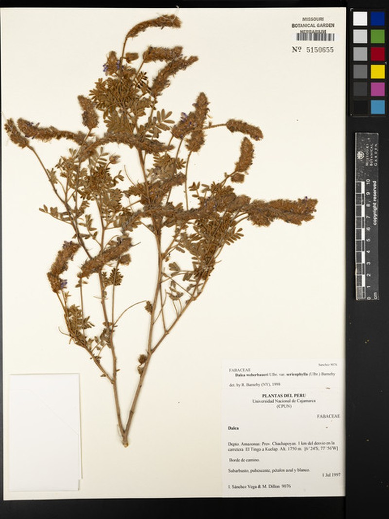 Dalea weberbaueri var. sericophylla photo 4