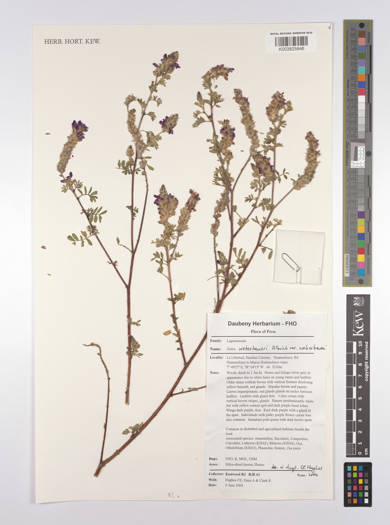 Dalea weberbaueri var. weberbaueri