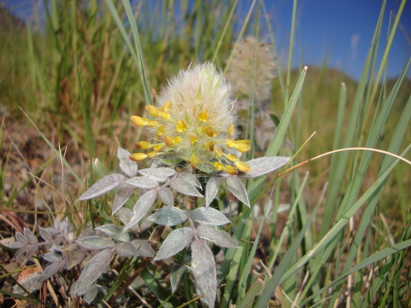 Wright's Prairie Clover photo 5