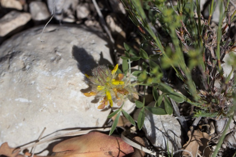Wright's Prairie Clover photo 7