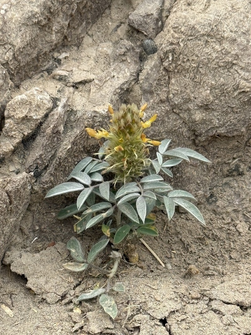 Wright's Prairie Clover photo 8