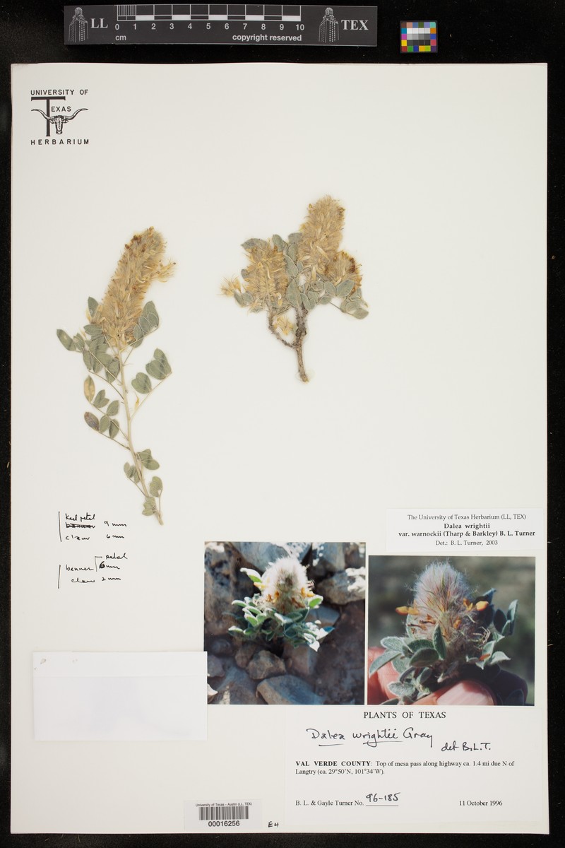 Dalea wrightii var. warnockii