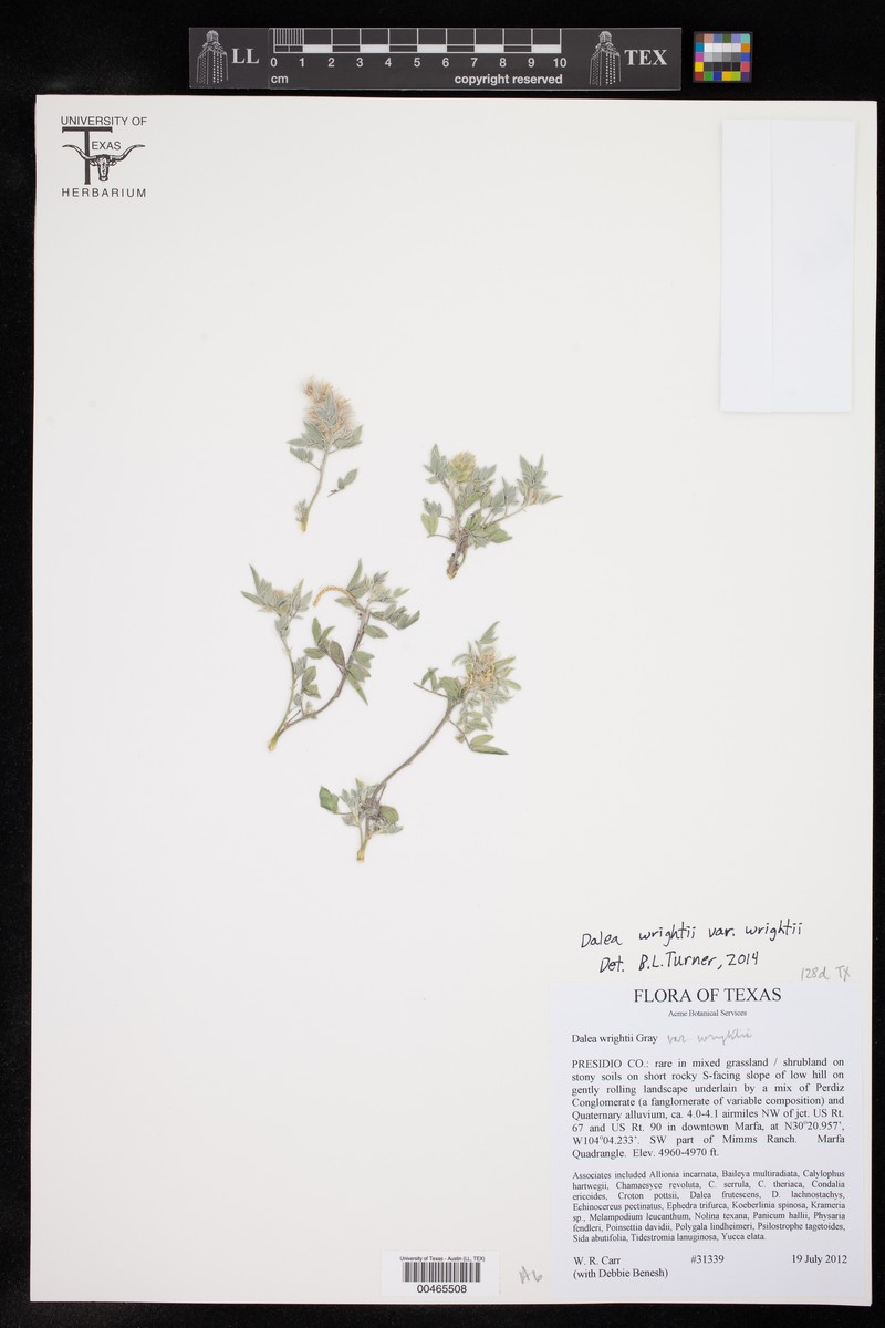 Dalea wrightii var. wrightii