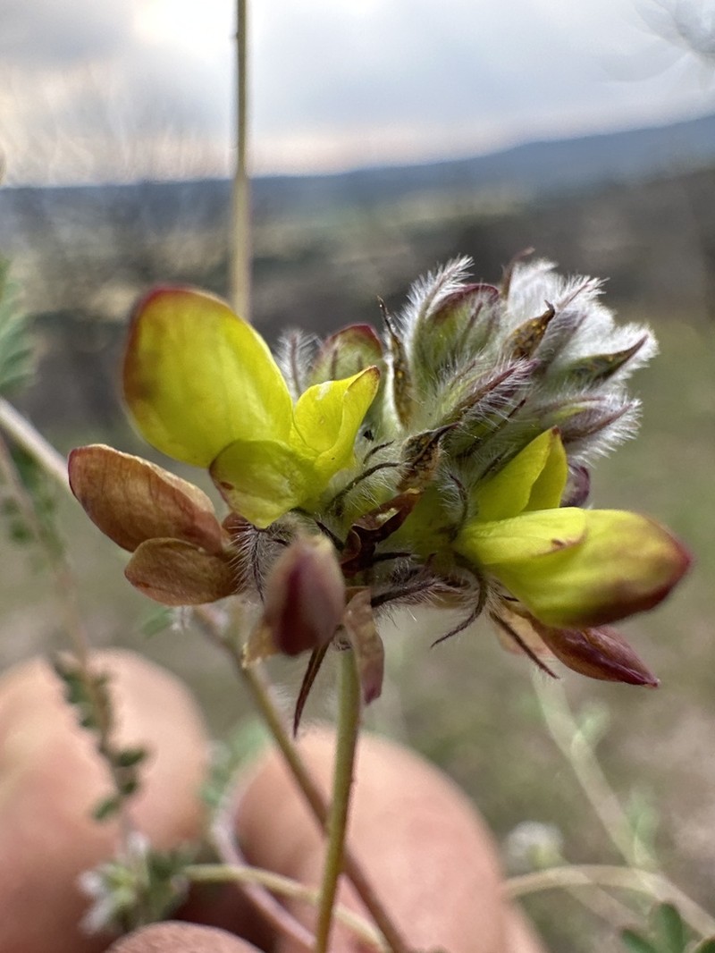 Dalea zimapanica