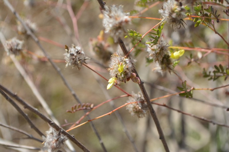 Dalea zimapanica photo 2
