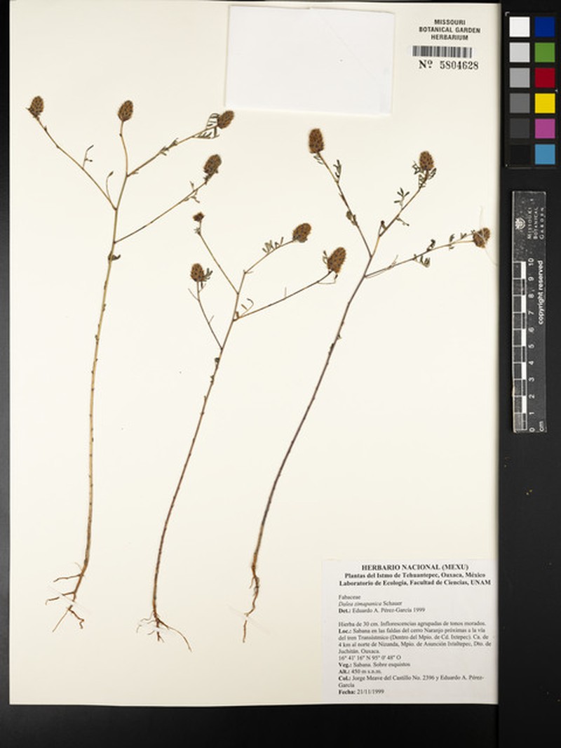 Dalea zimapanica photo 4