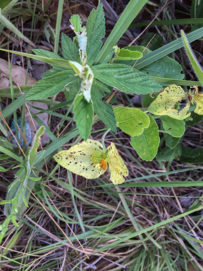 Dalechampia adscendens photo 3