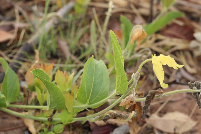 Dalechampia adscendens photo 4
