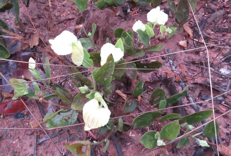 Dalechampia adscendens photo 5