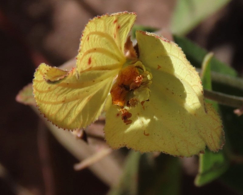 Dalechampia adscendens photo 7