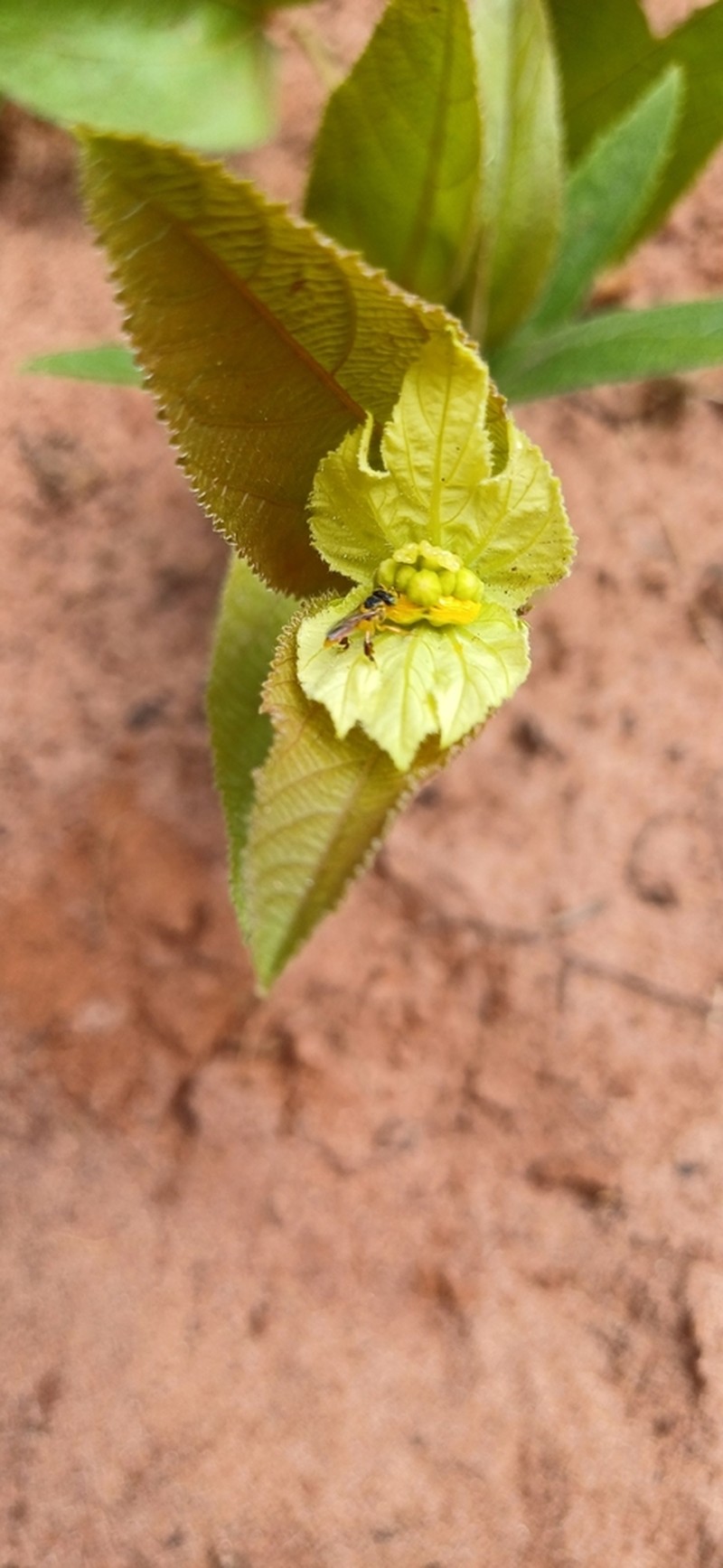 Dalechampia adscendens photo 8