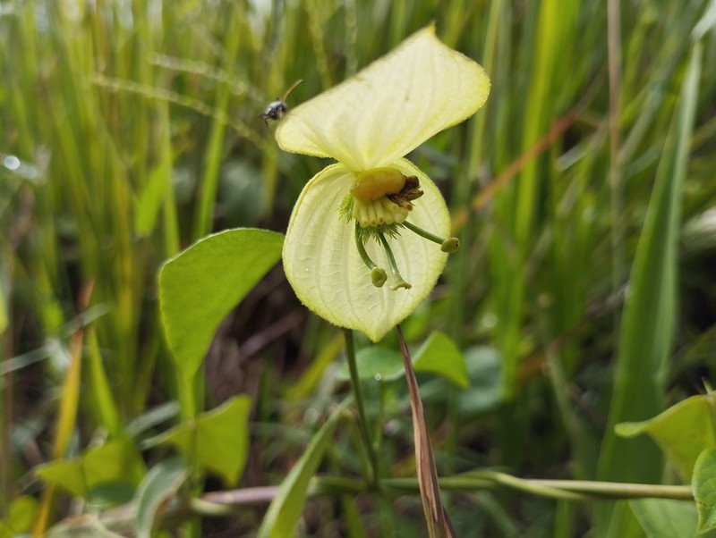 Dalechampia affinis