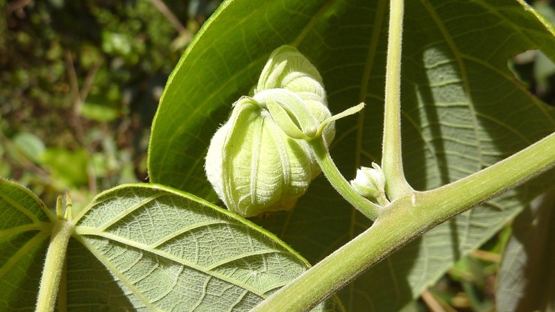 Dalechampia affinis photo 2