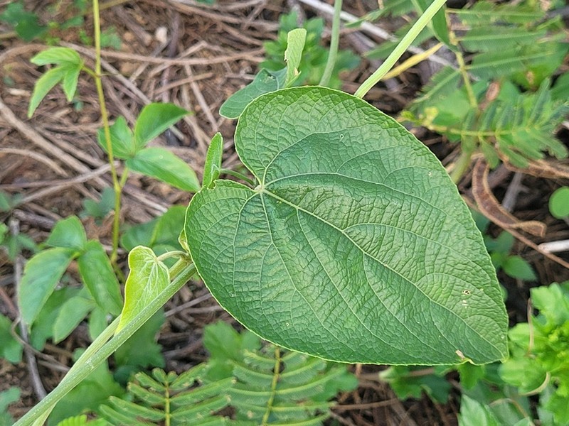 Dalechampia affinis photo 3