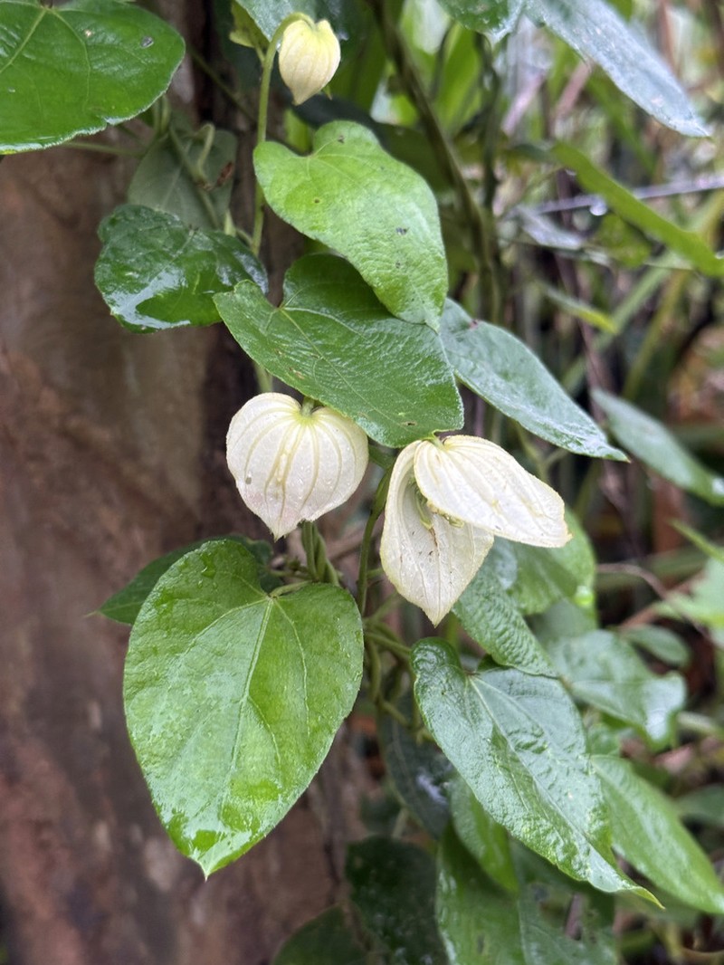 Dalechampia affinis photo 4