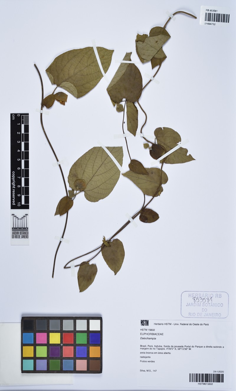 Dalechampia affinis photo 6
