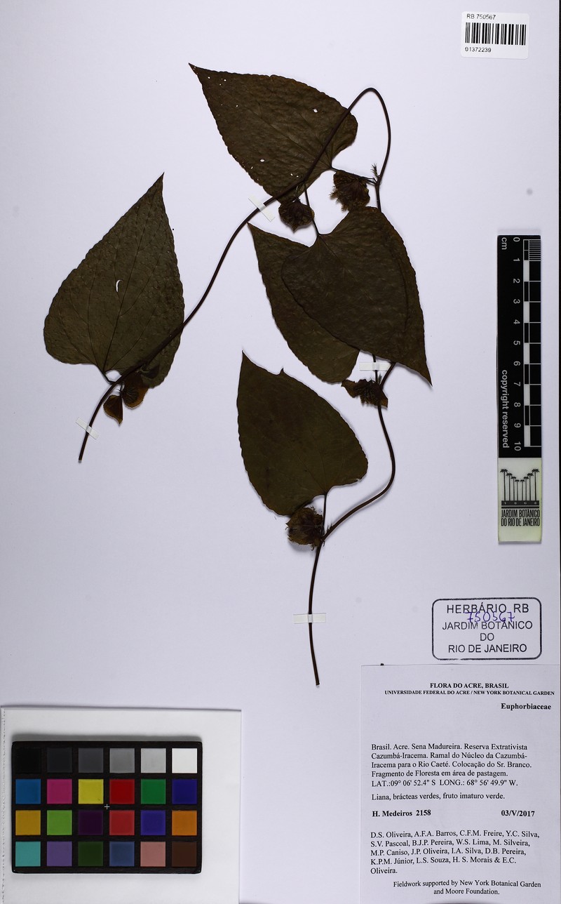 Dalechampia affinis photo 7
