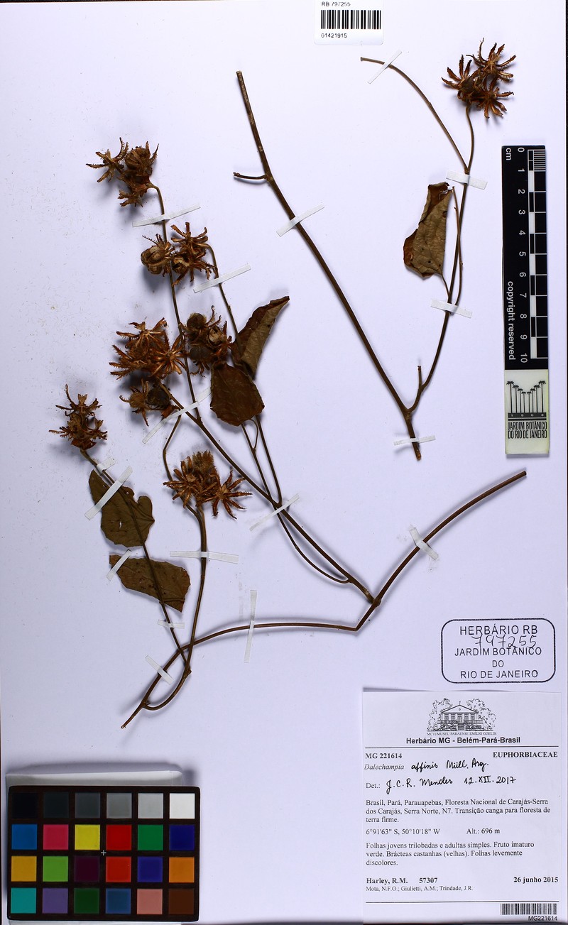 Dalechampia affinis photo 8