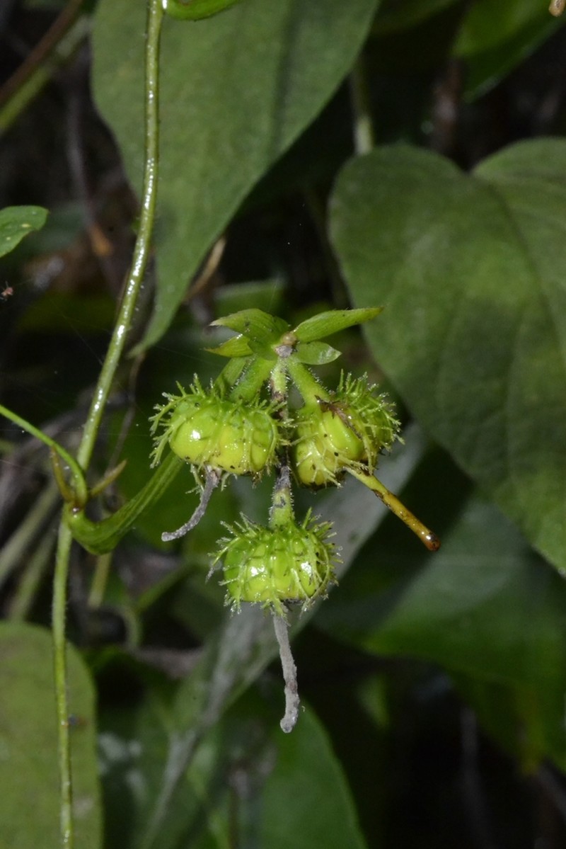 Dalechampia alata