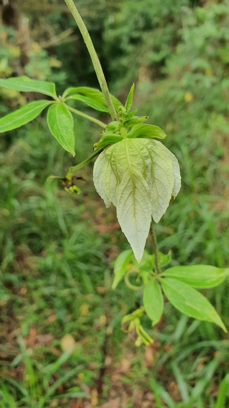 Dalechampia alata photo 2