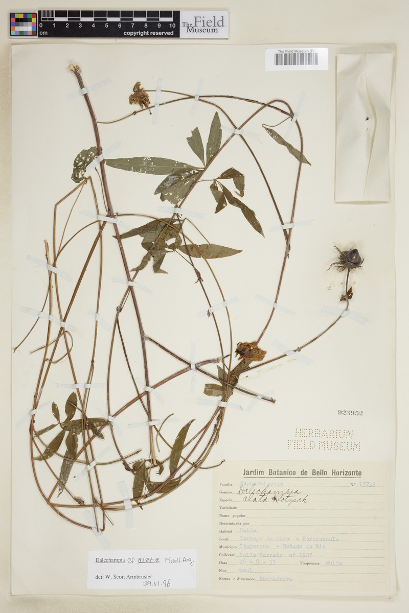 Dalechampia alata photo 3
