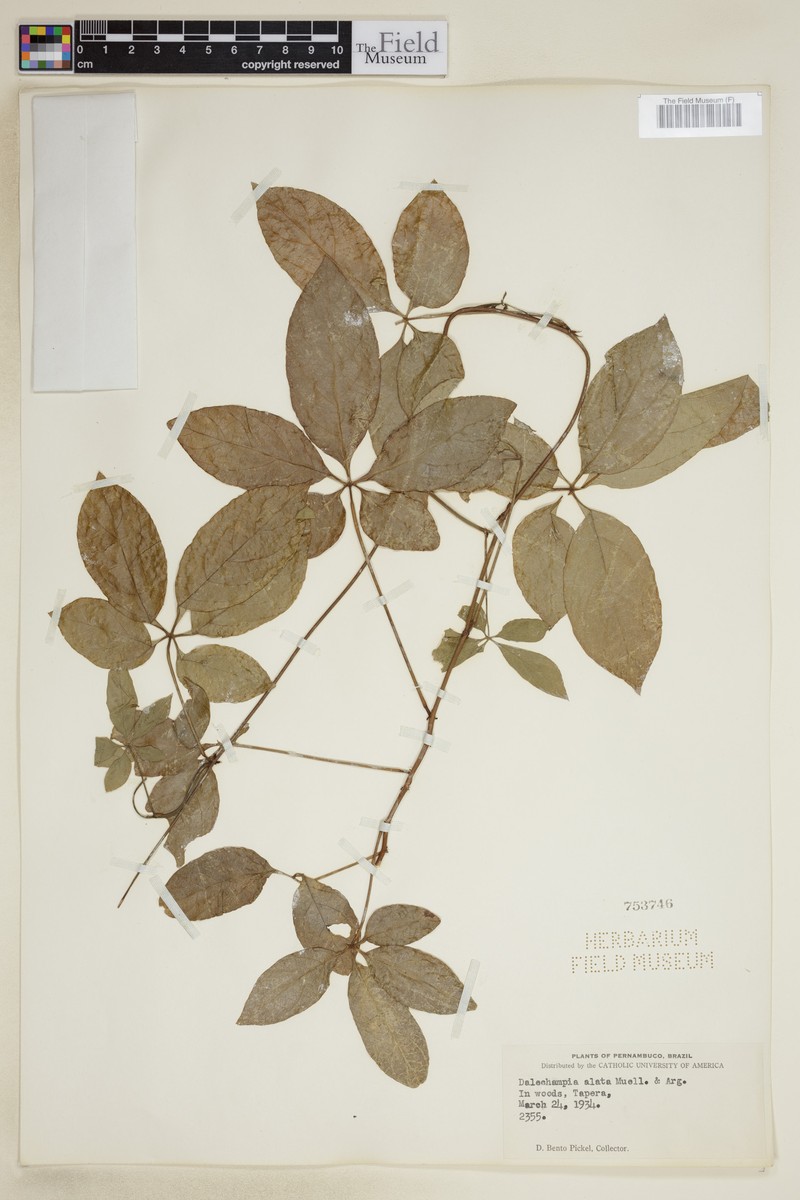 Dalechampia alata photo 4