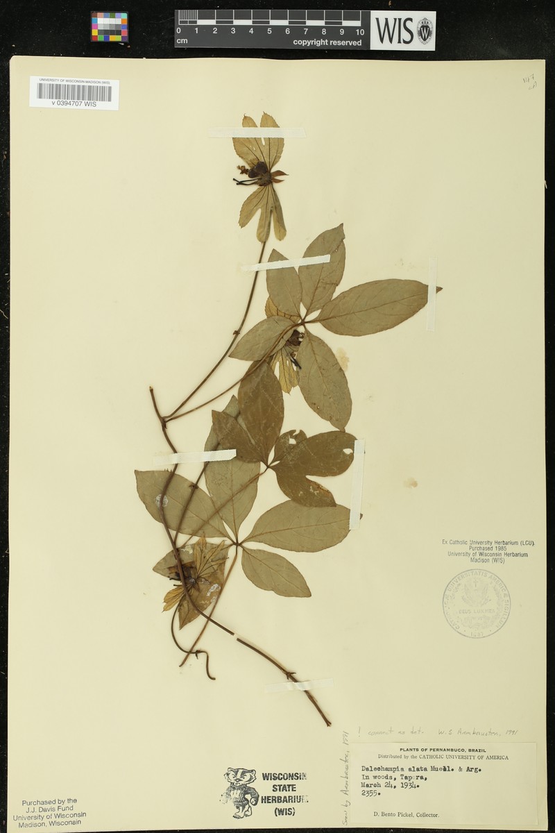 Dalechampia alata photo 5