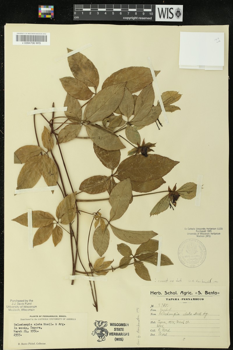 Dalechampia alata photo 6