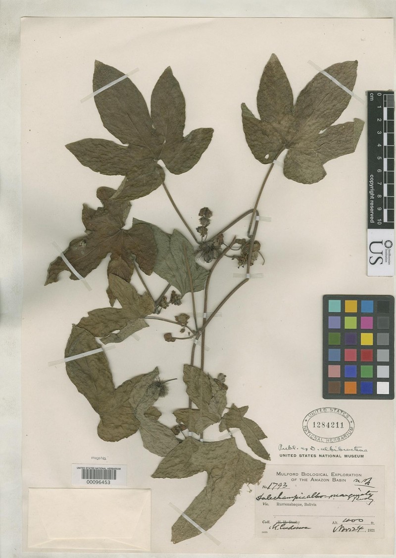 Dalechampia albibracteosa