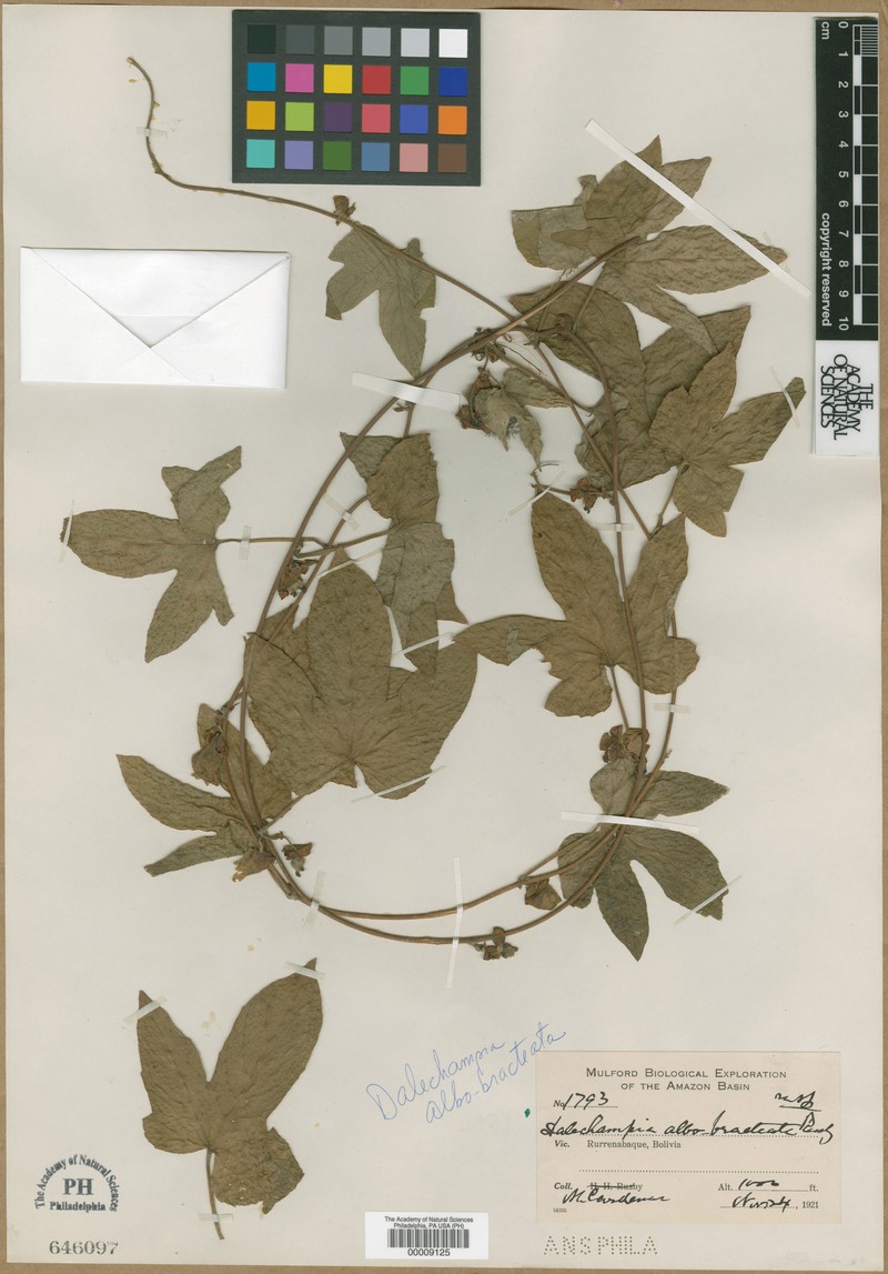 Dalechampia albibracteosa photo 2