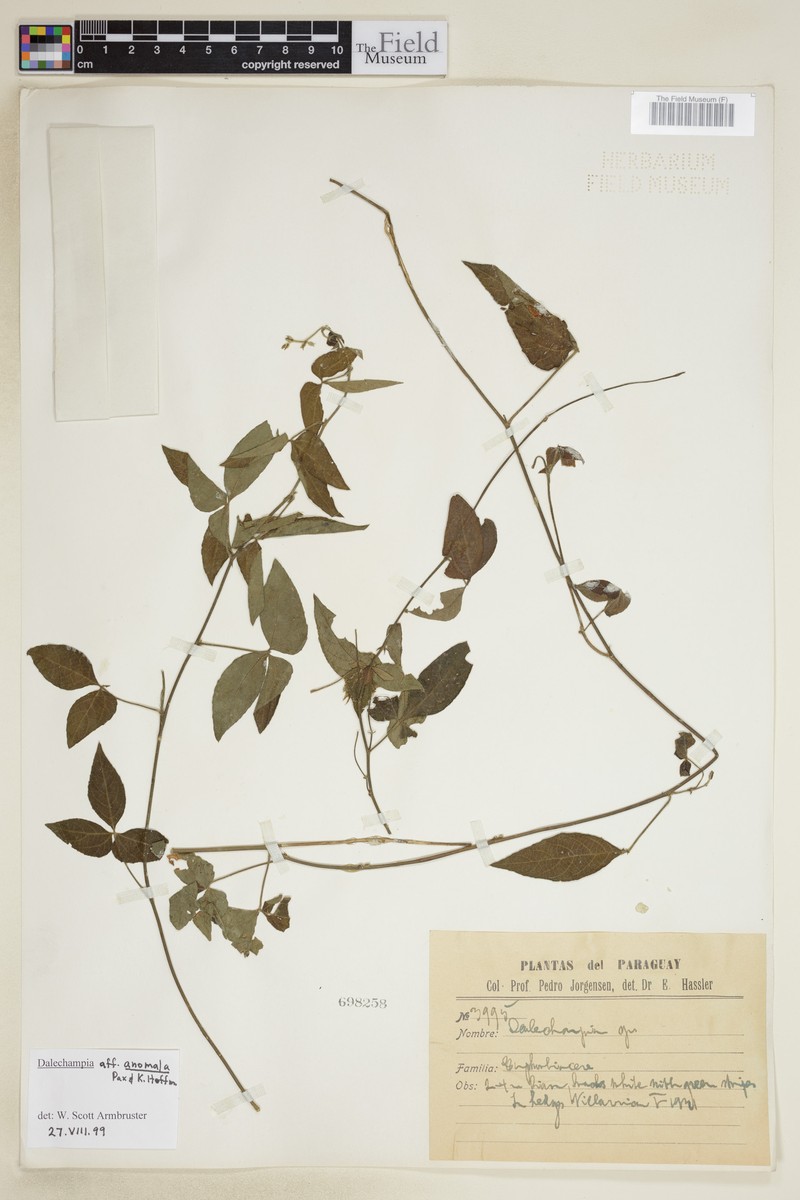 Dalechampia anomala