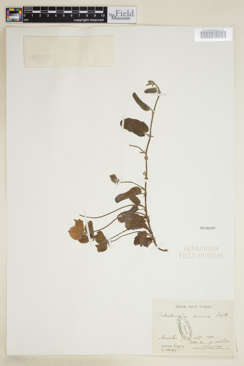 Dalechampia arciana photo 2