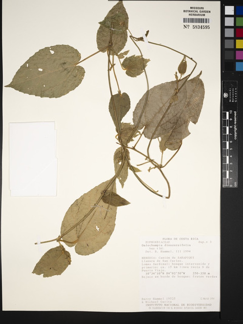 Dalechampia arenalensis