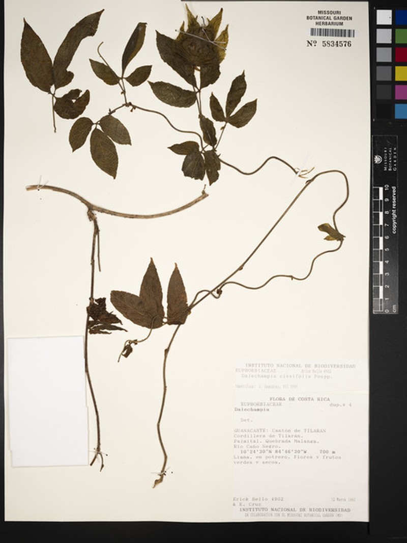 Dalechampia arenalensis photo 2